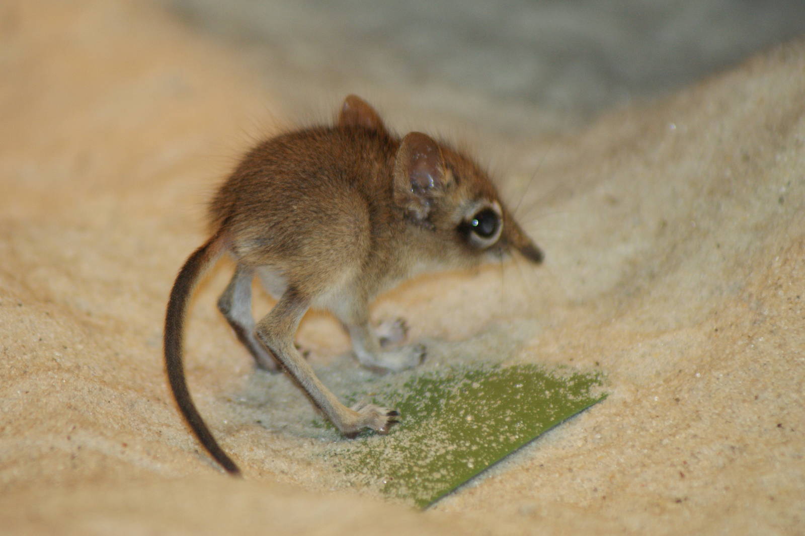 Baby rufous elephant shrew