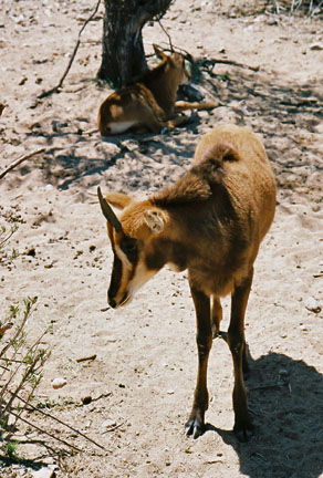 baby sable antelope
