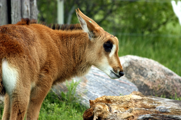 Baby Sable Antelope
