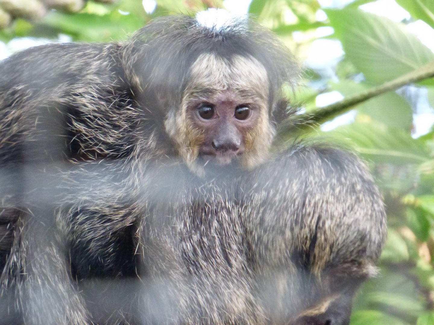 Baby Saki Monkey