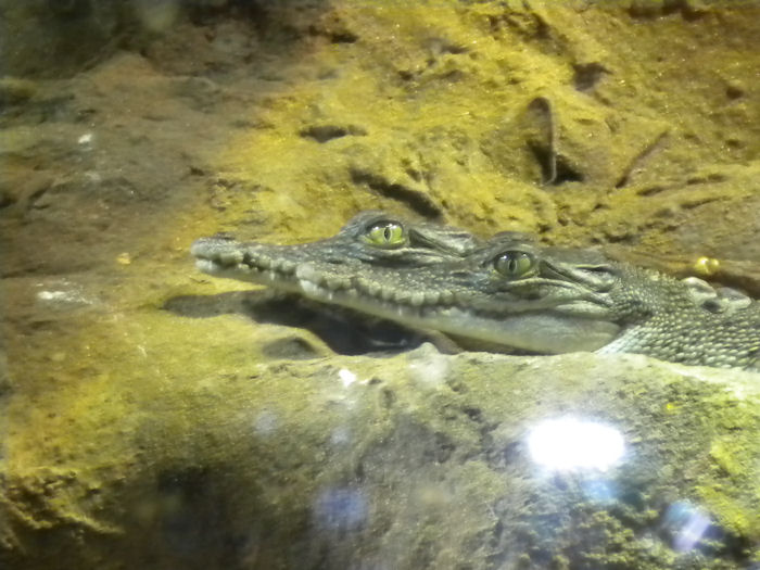 baby salt water crocs!
