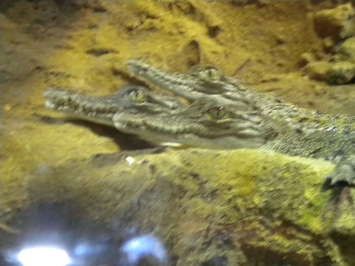 baby salt water crocs!