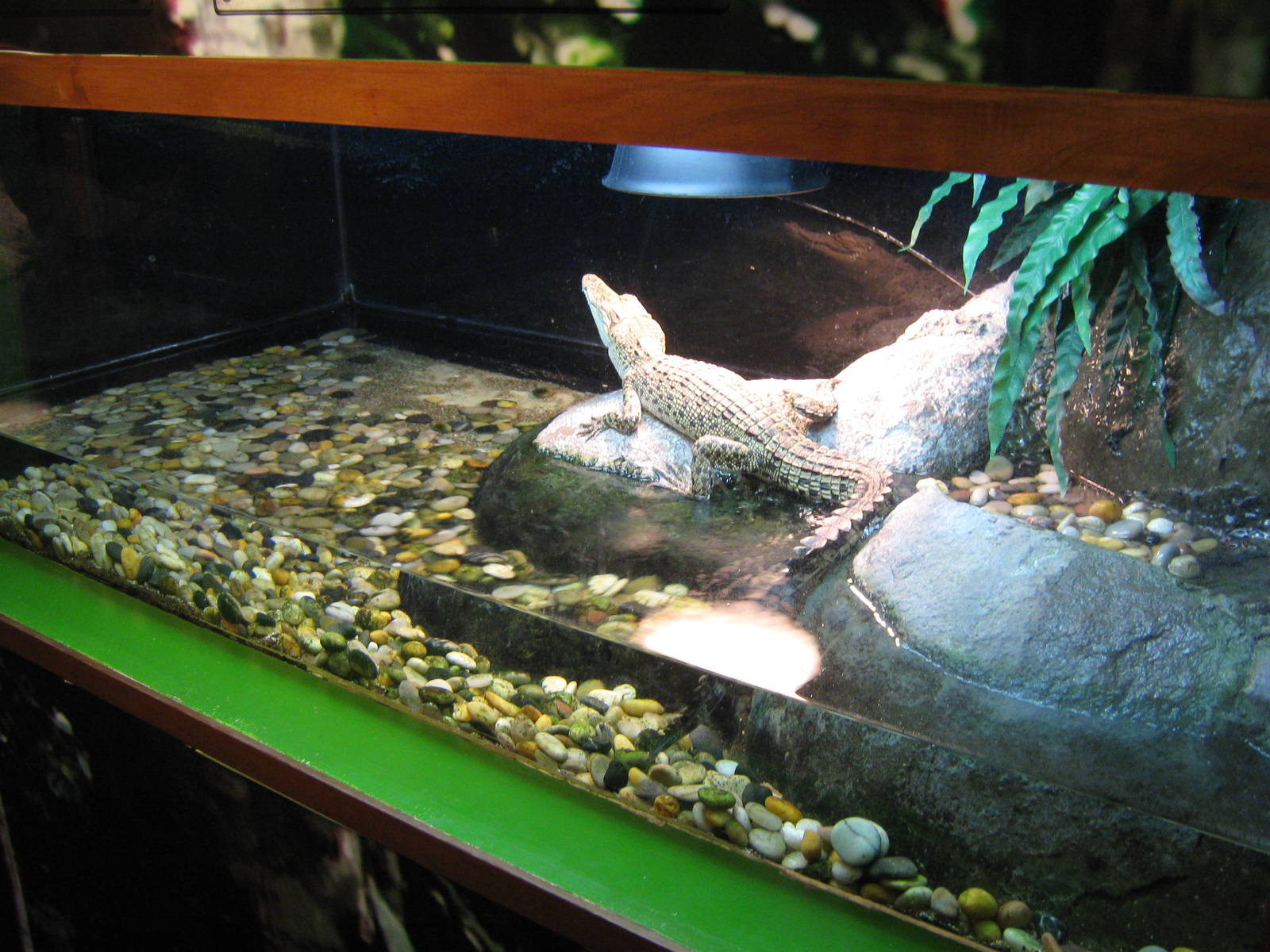 baby saltwater crocodile (Crocodylus porosus)