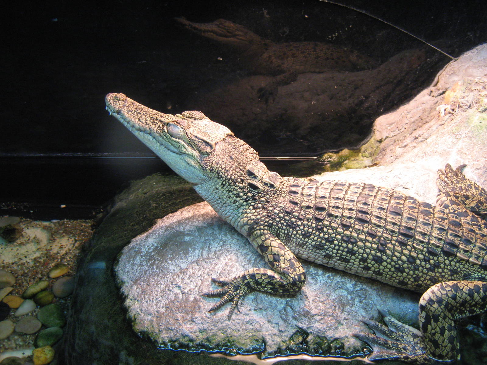baby saltwater crocodile (Crocodylus porosus)