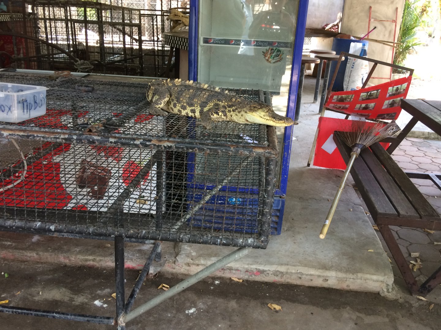 Baby Saltwater Crocodile for Photos