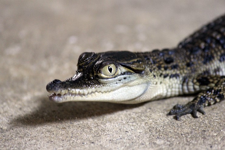 Baby Saltwater Crocodile.