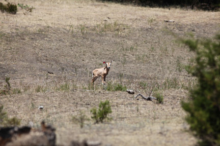 baby scimitar oryx