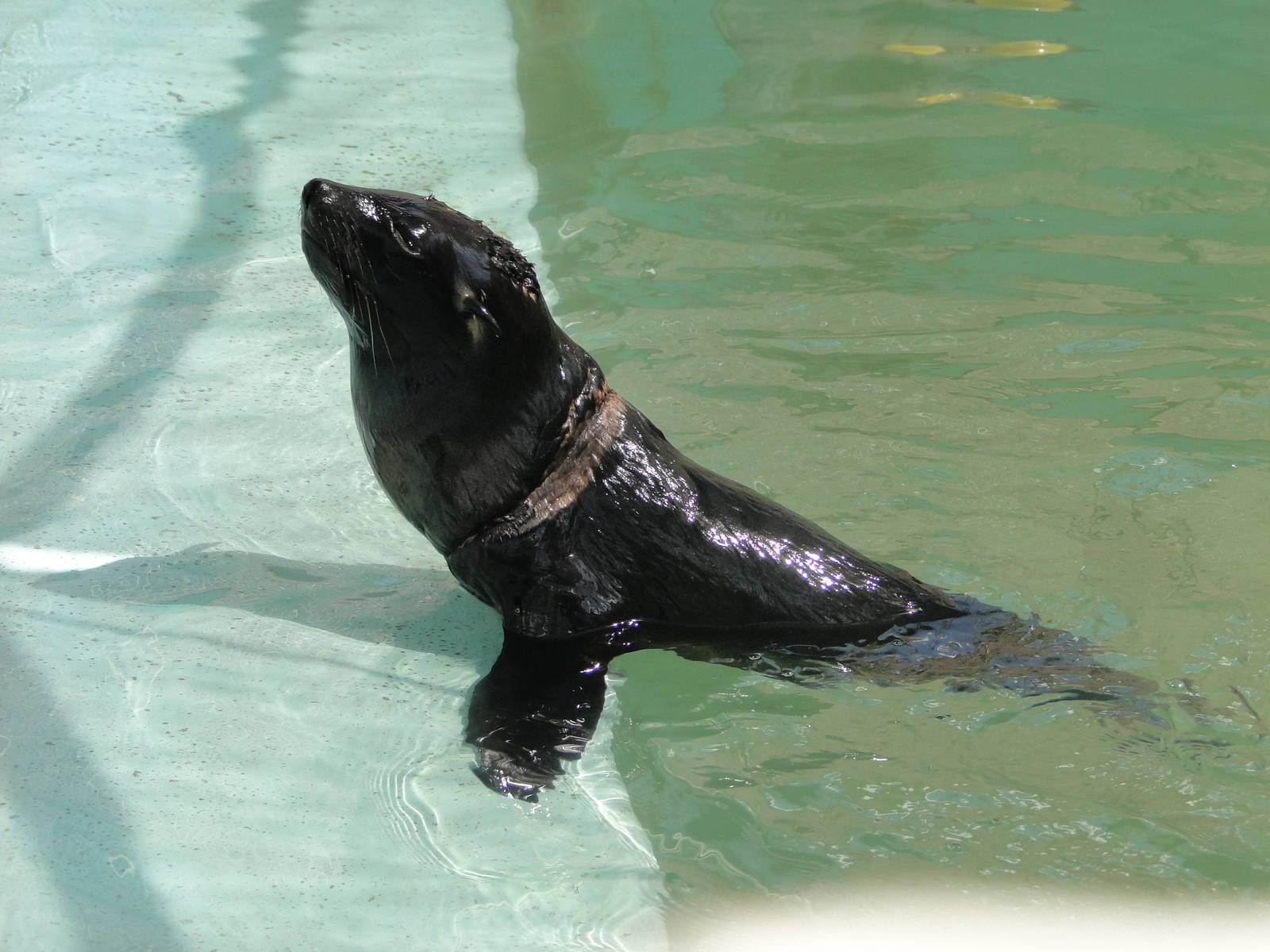Baby sea lion in rehabilitation