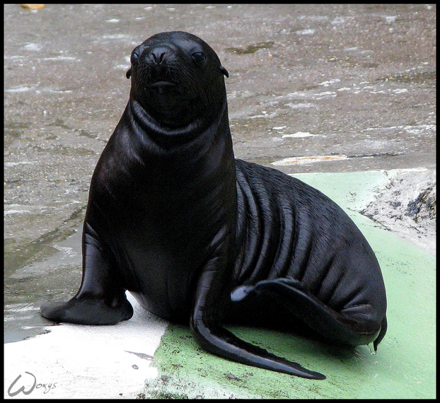 Baby sea lion