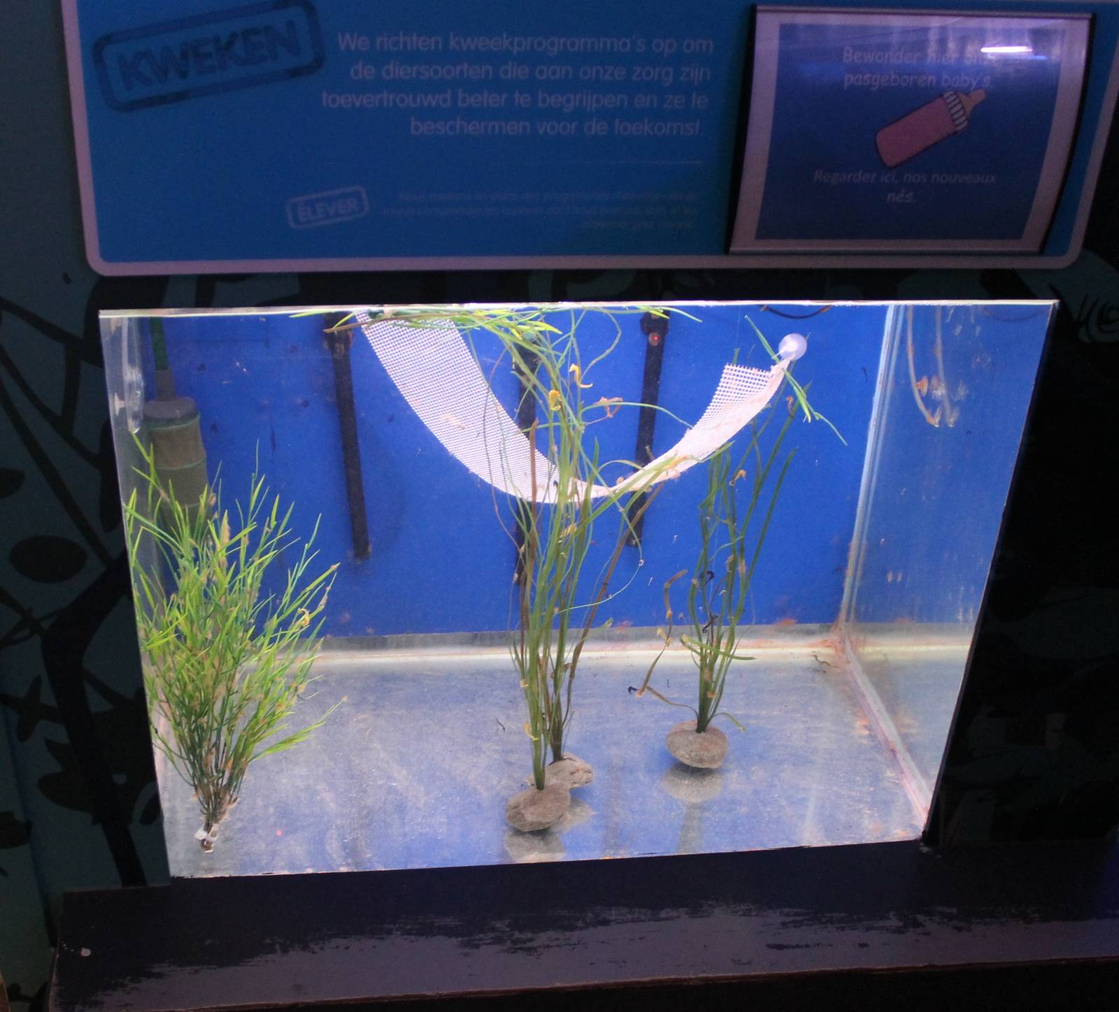 Baby Seahorse aquarium