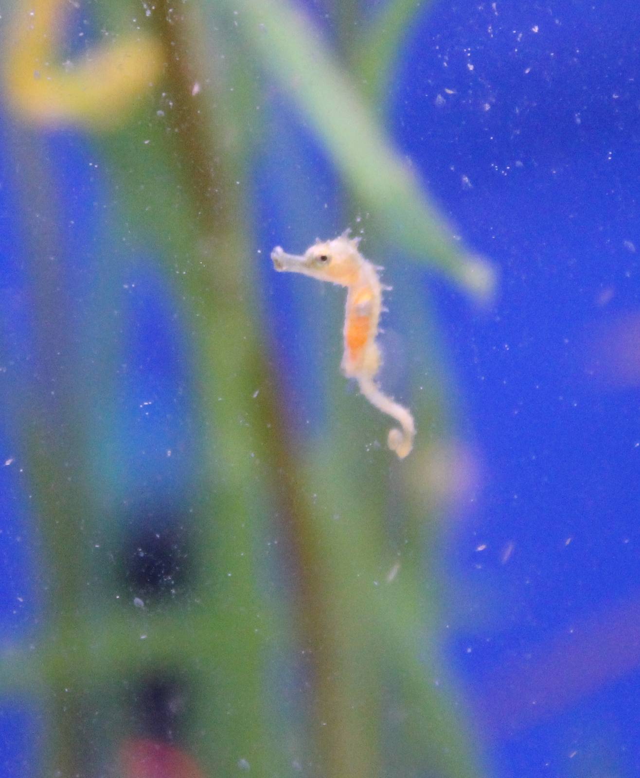 Baby Seahorse