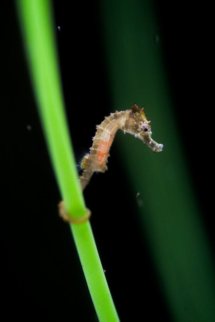 Baby Seahorse