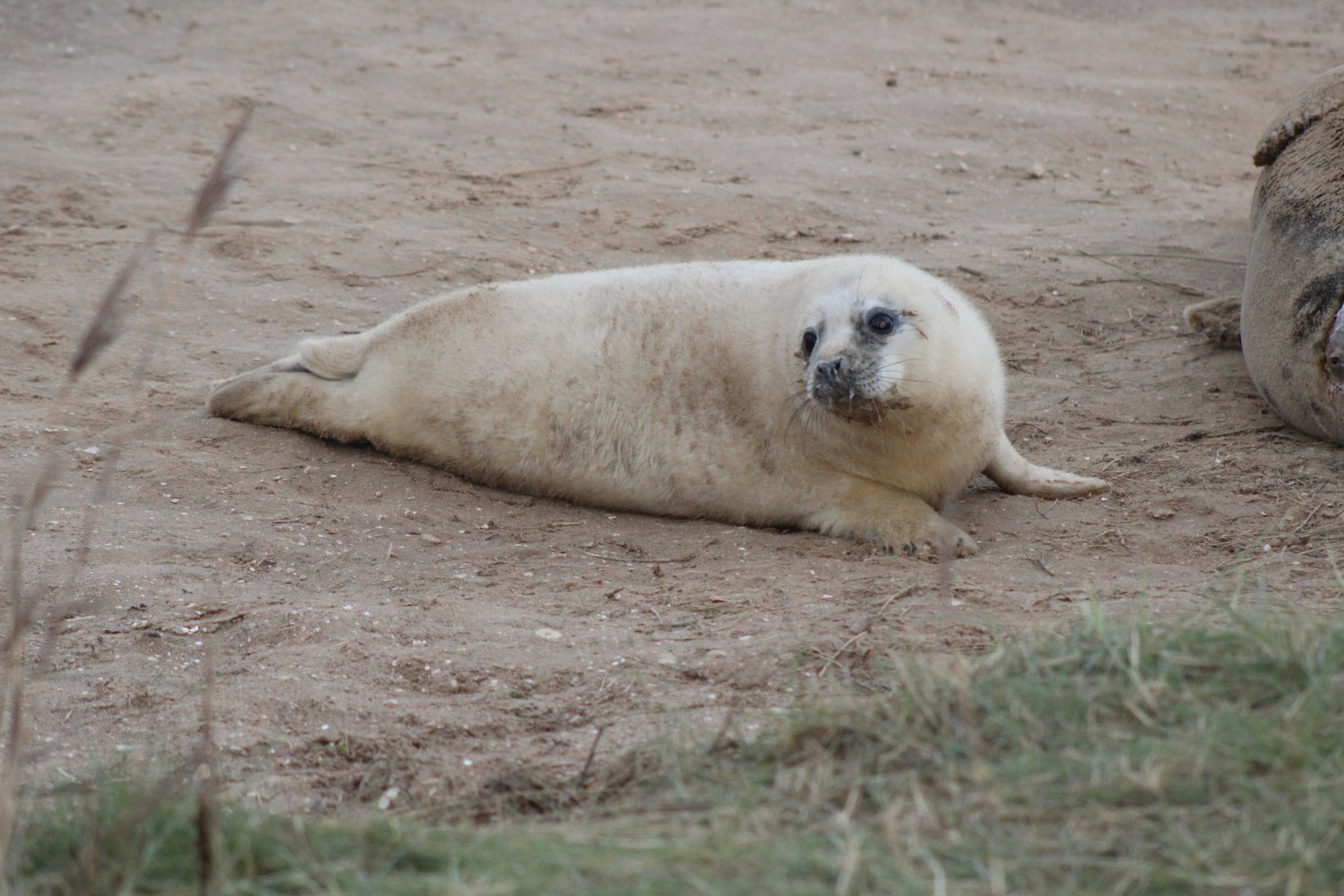 Baby Seal Pup
