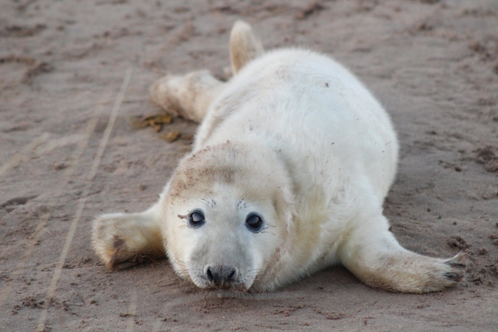 Baby Seal Pup