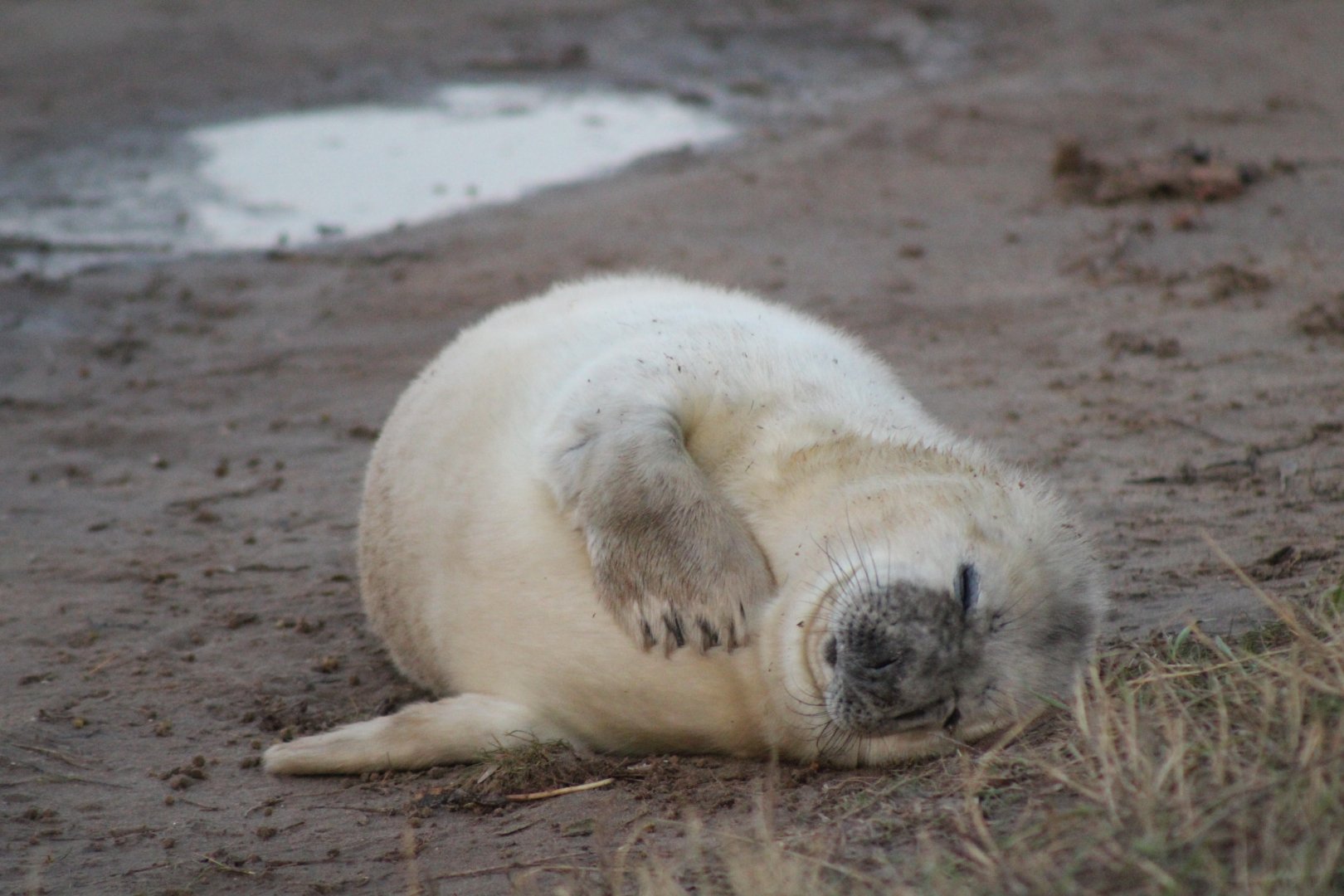 Baby Seal Pup