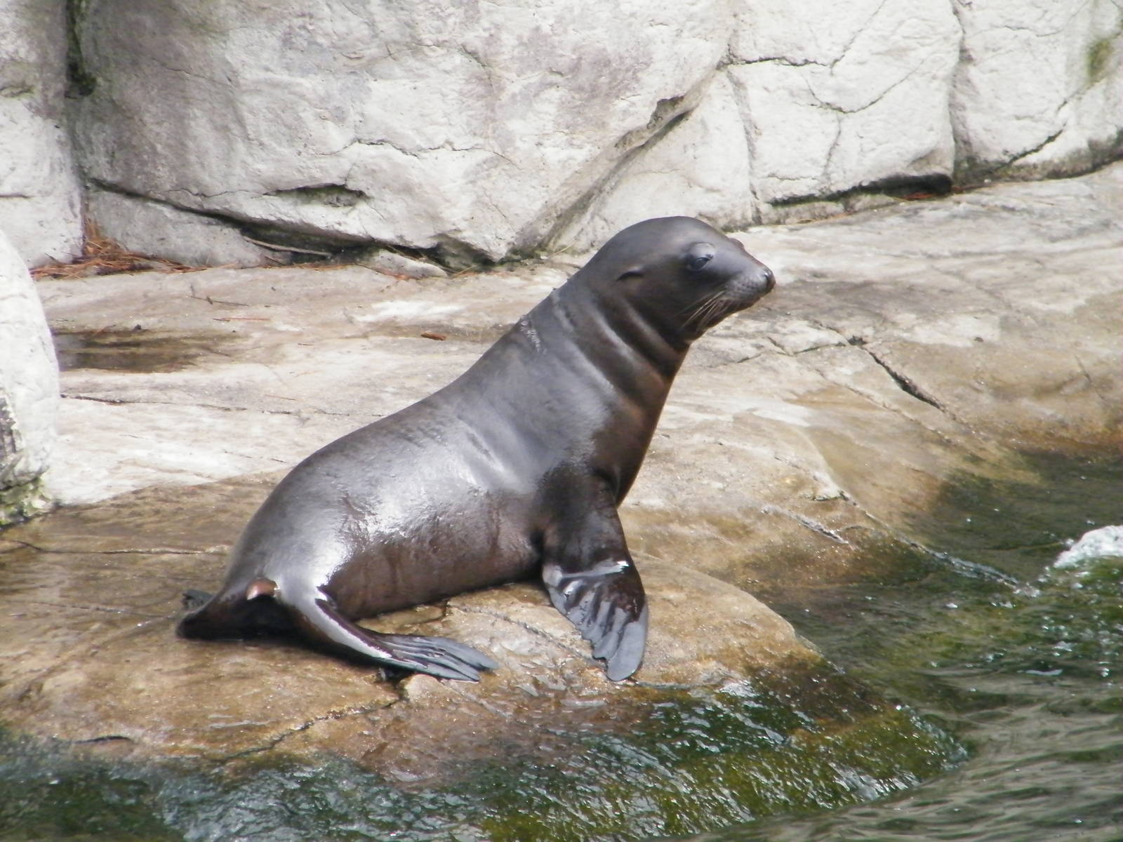 Baby sealion