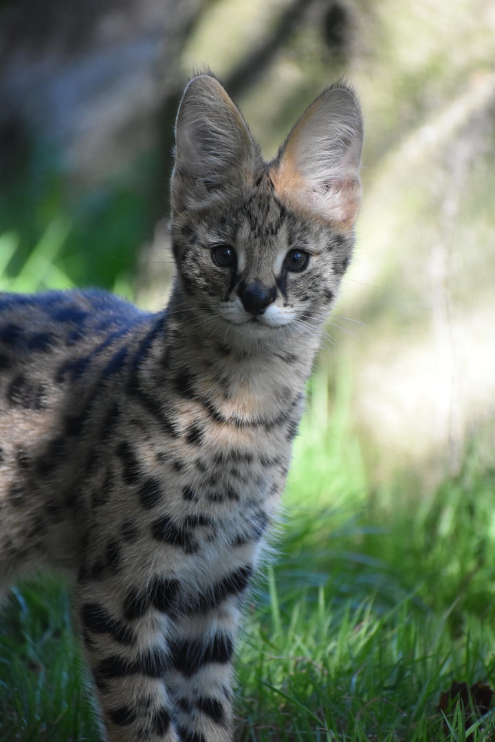 Baby Serval - Leptailurus serval