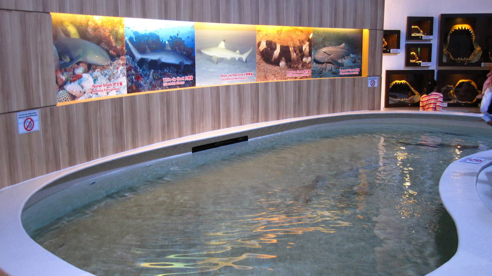 Baby Shark Feeding Pool