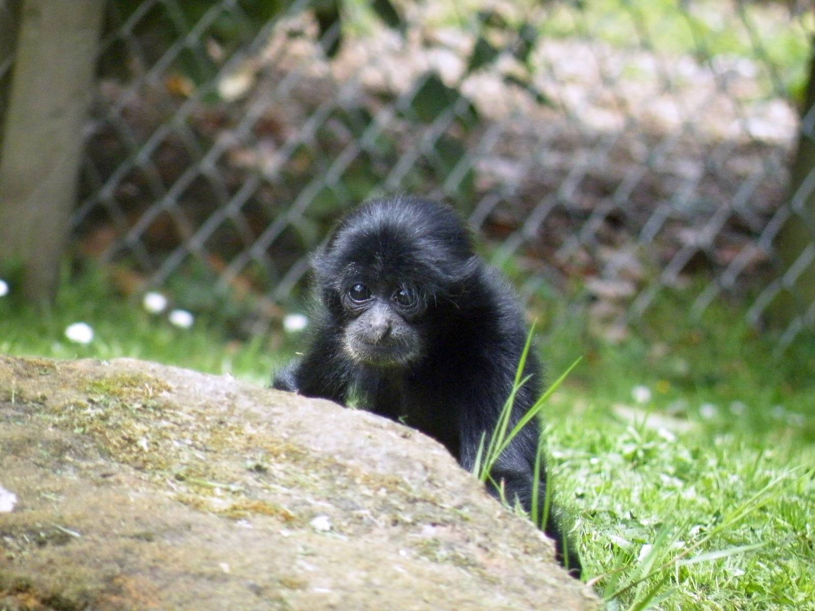 Baby Siamang 2