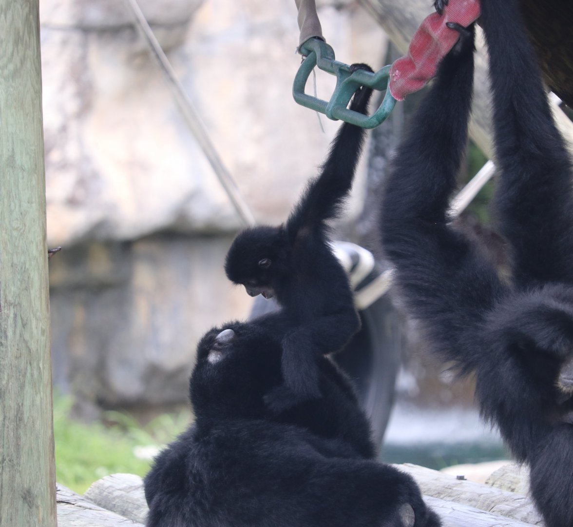 Baby Siamang harassing family
