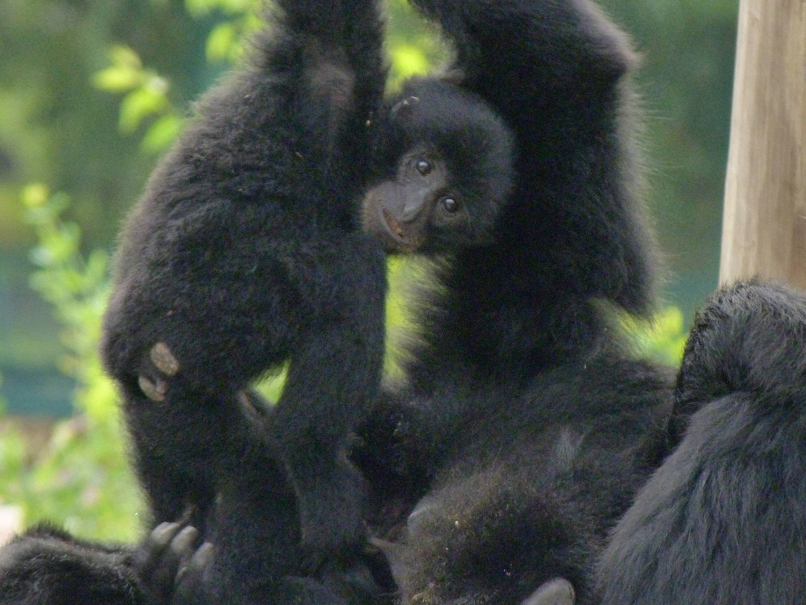 Baby Siamang, Lola.