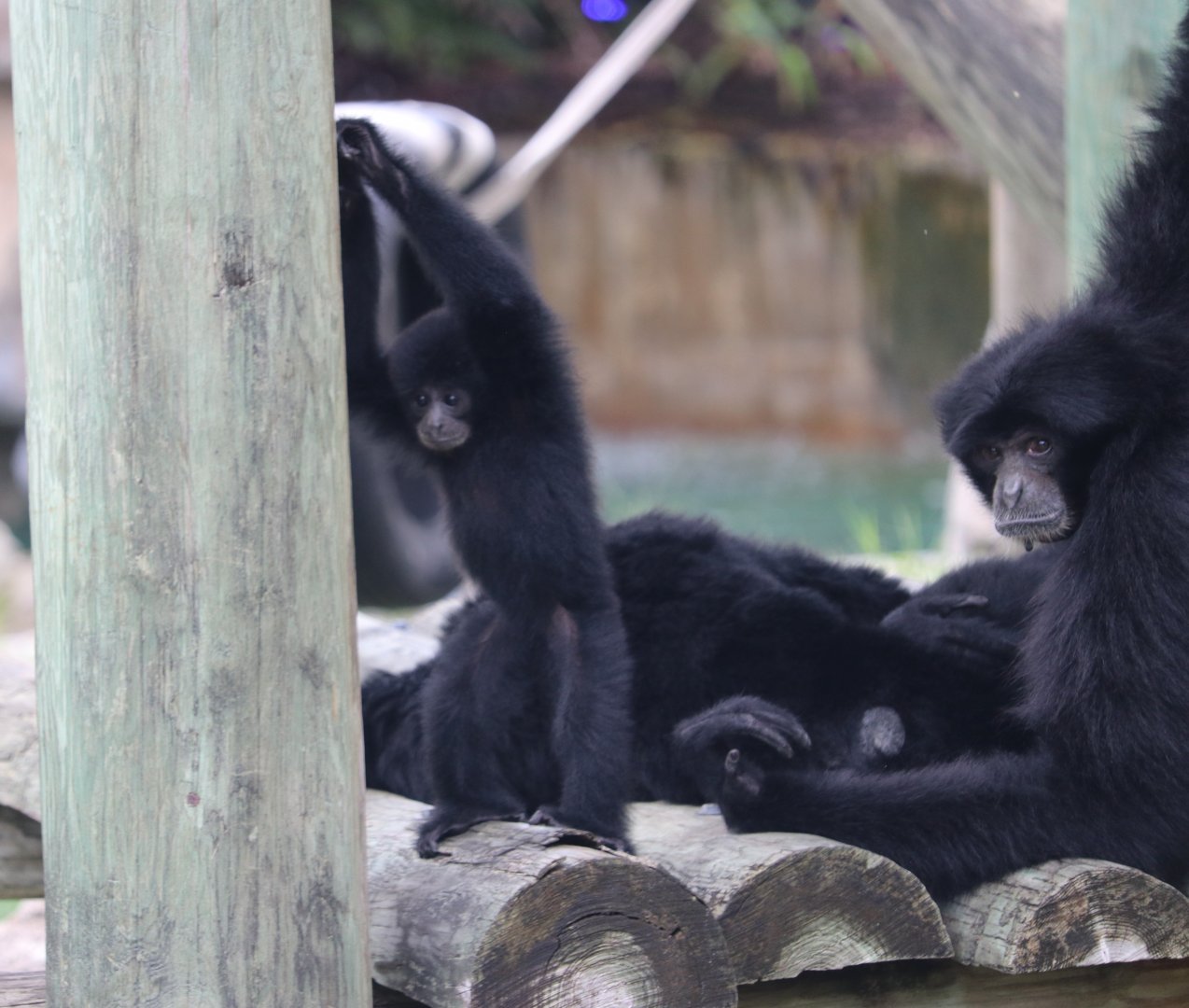 Baby Siamang with family