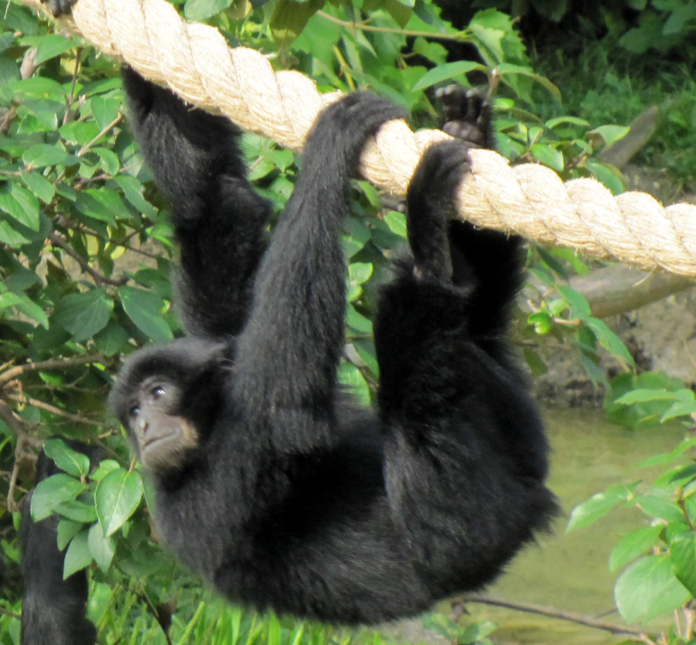 Baby Siamang