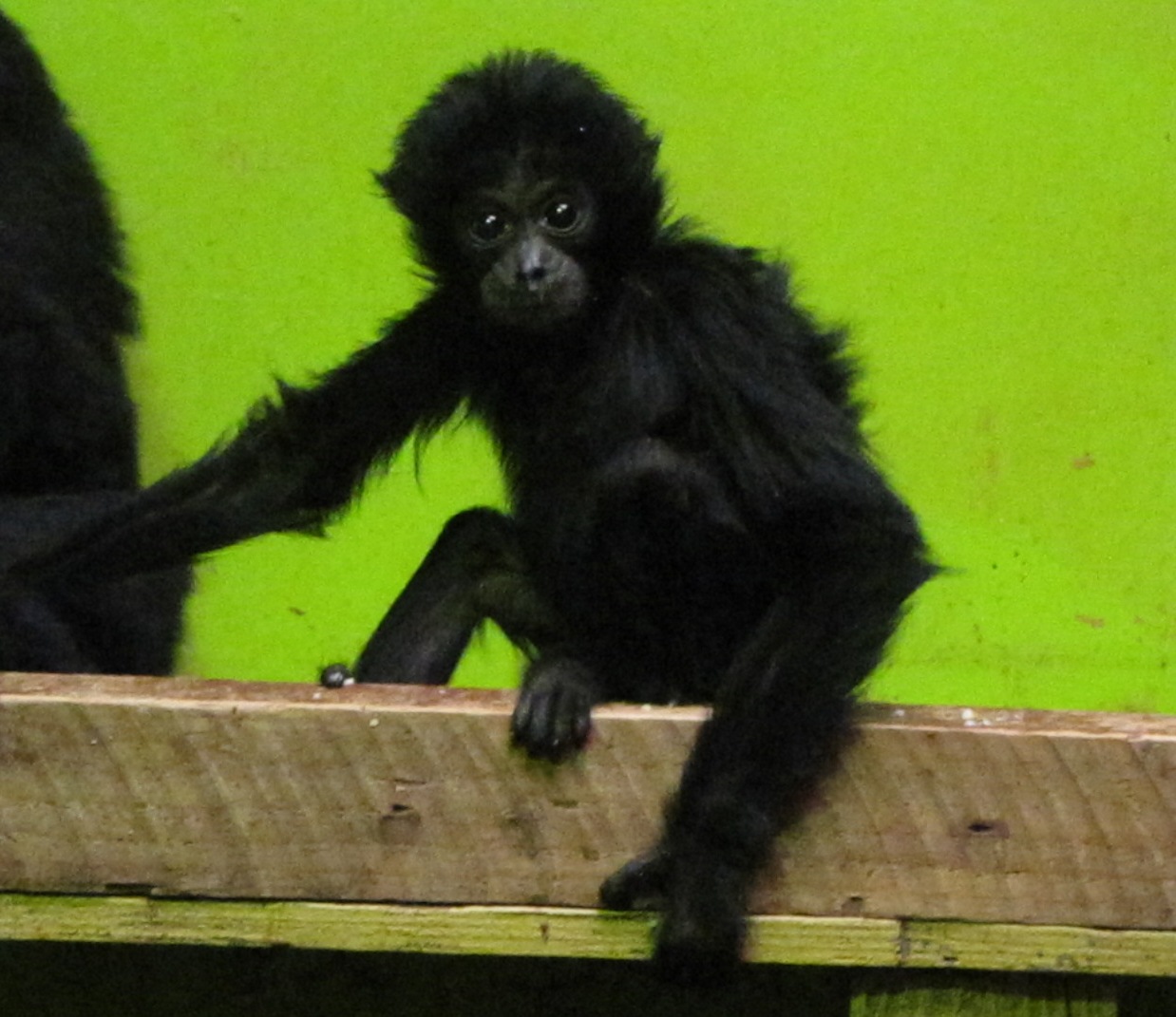 baby siamang
