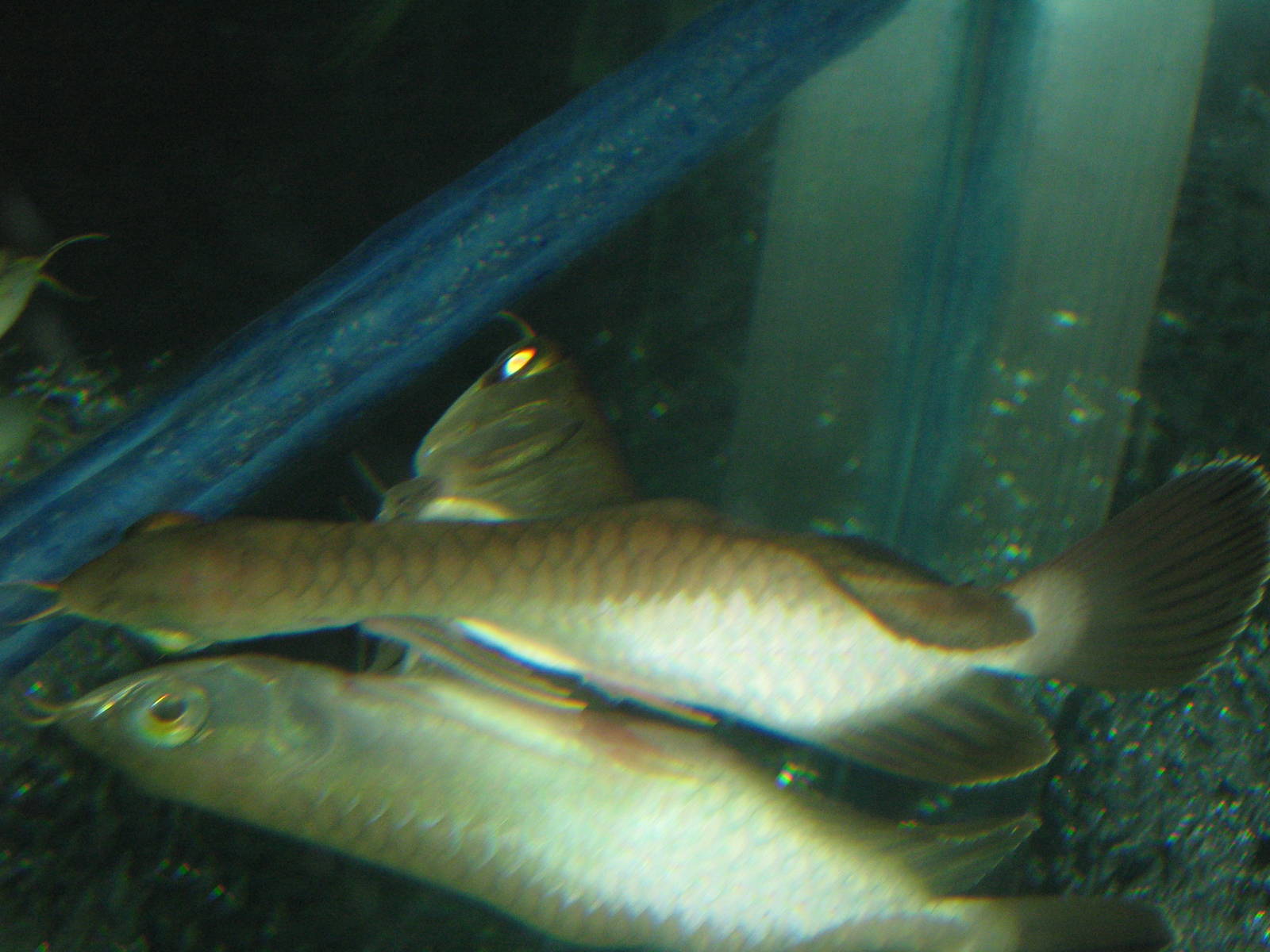 baby Siamese-twin dragonfish (Scleropages formosus) at the Aquarium