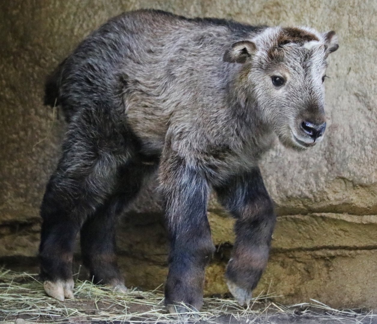 Baby Sichuan Takin (3 days old)