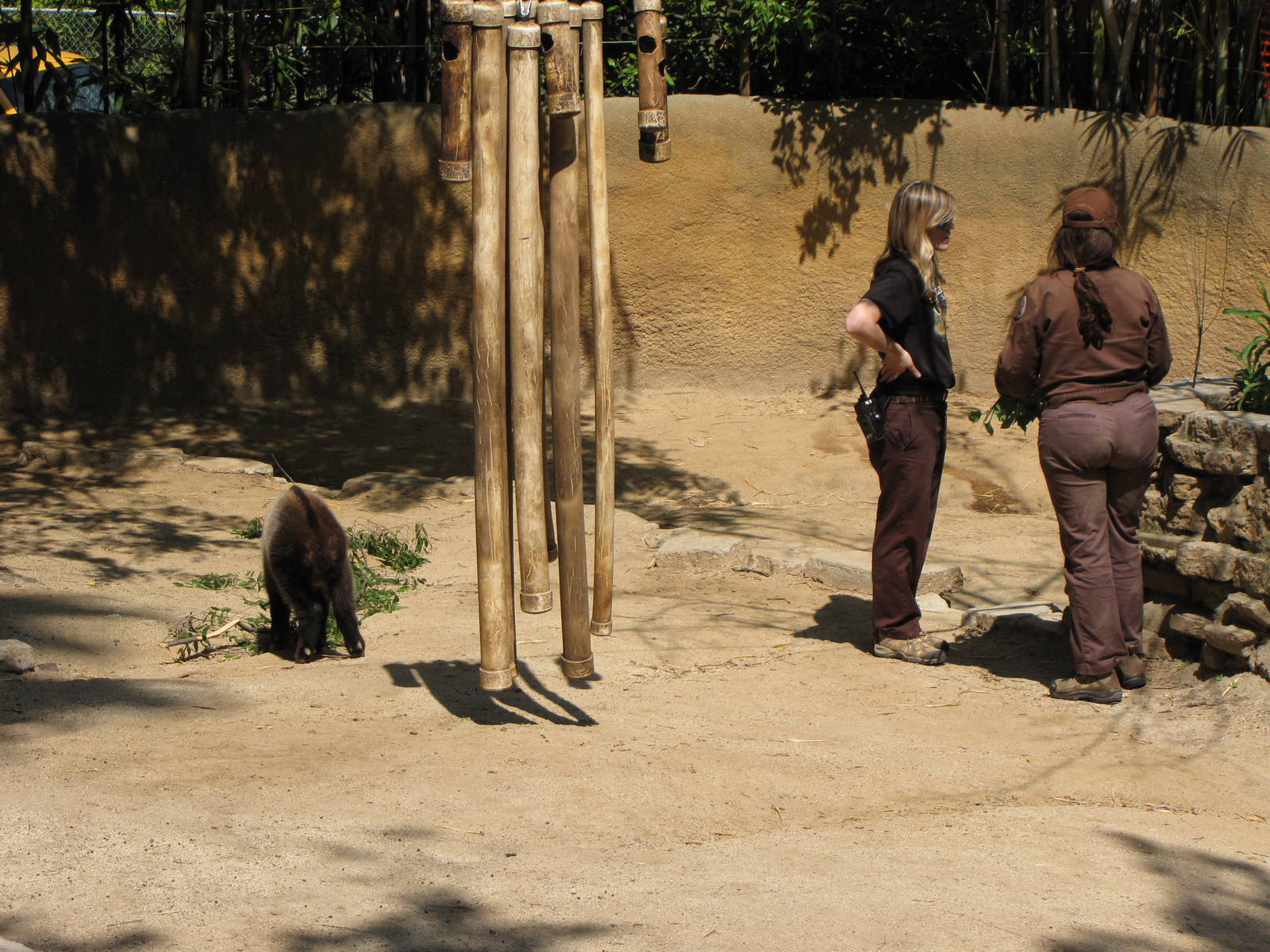 Baby Sichuan Takin and Keepers