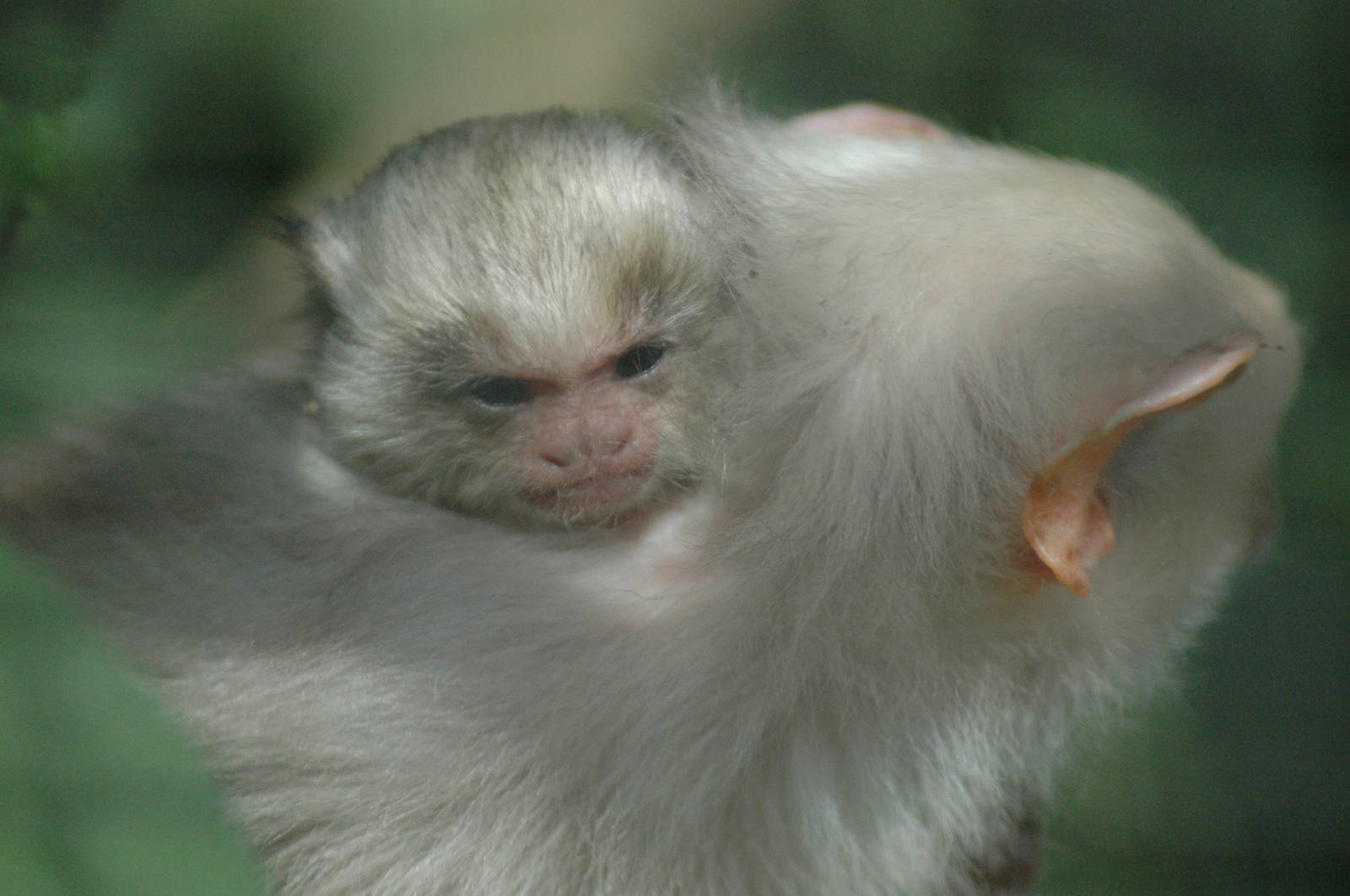 baby silvery marmoset