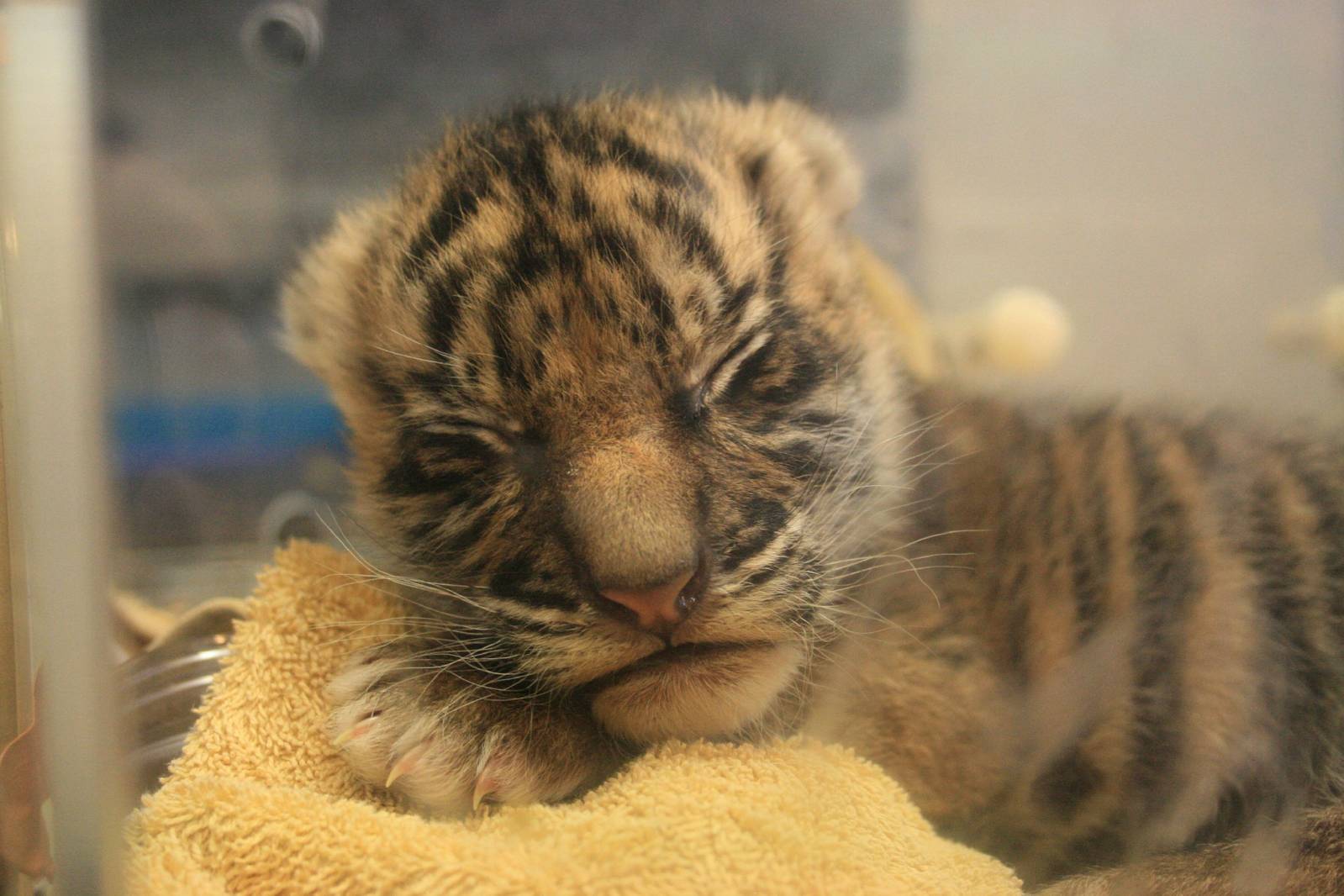 baby silvester- one month old