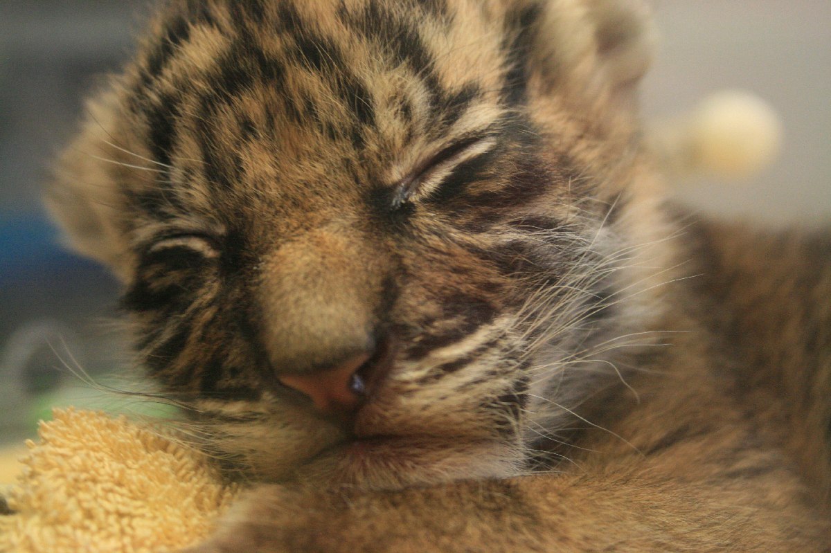 baby silvester- one month old