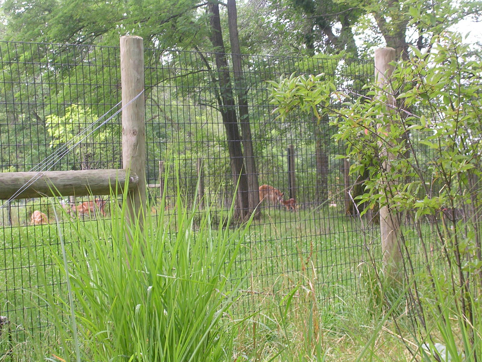 Baby sitatunga and mom, born 7/14/09