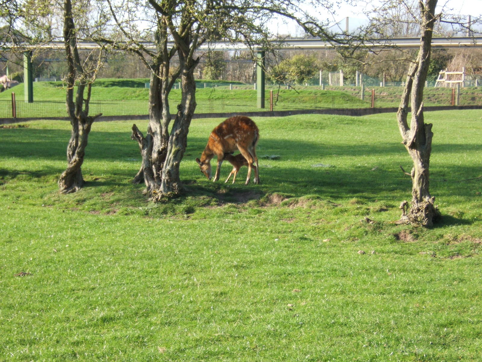 Baby Sitatunga suckling