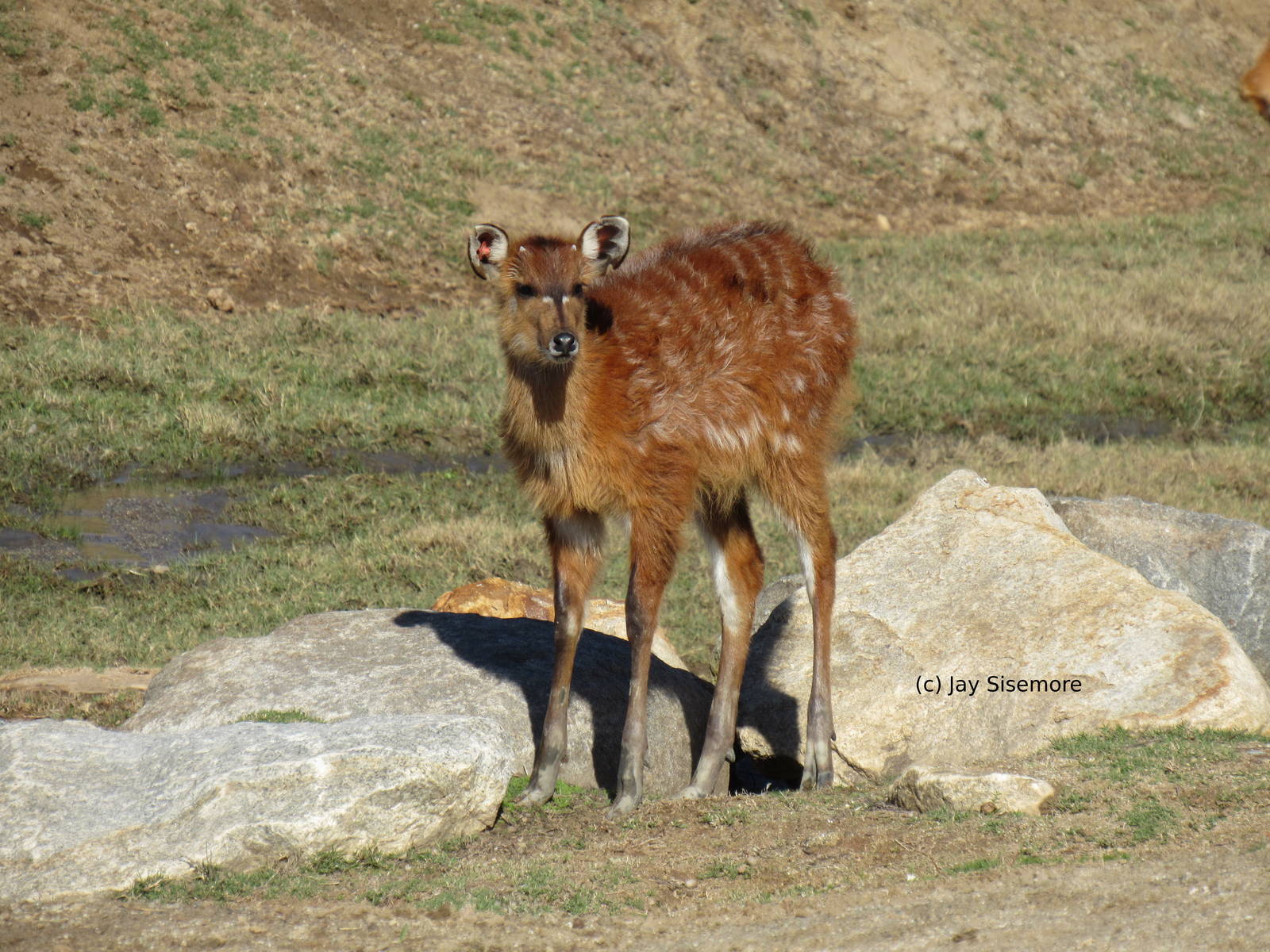 Baby Sitatunga
