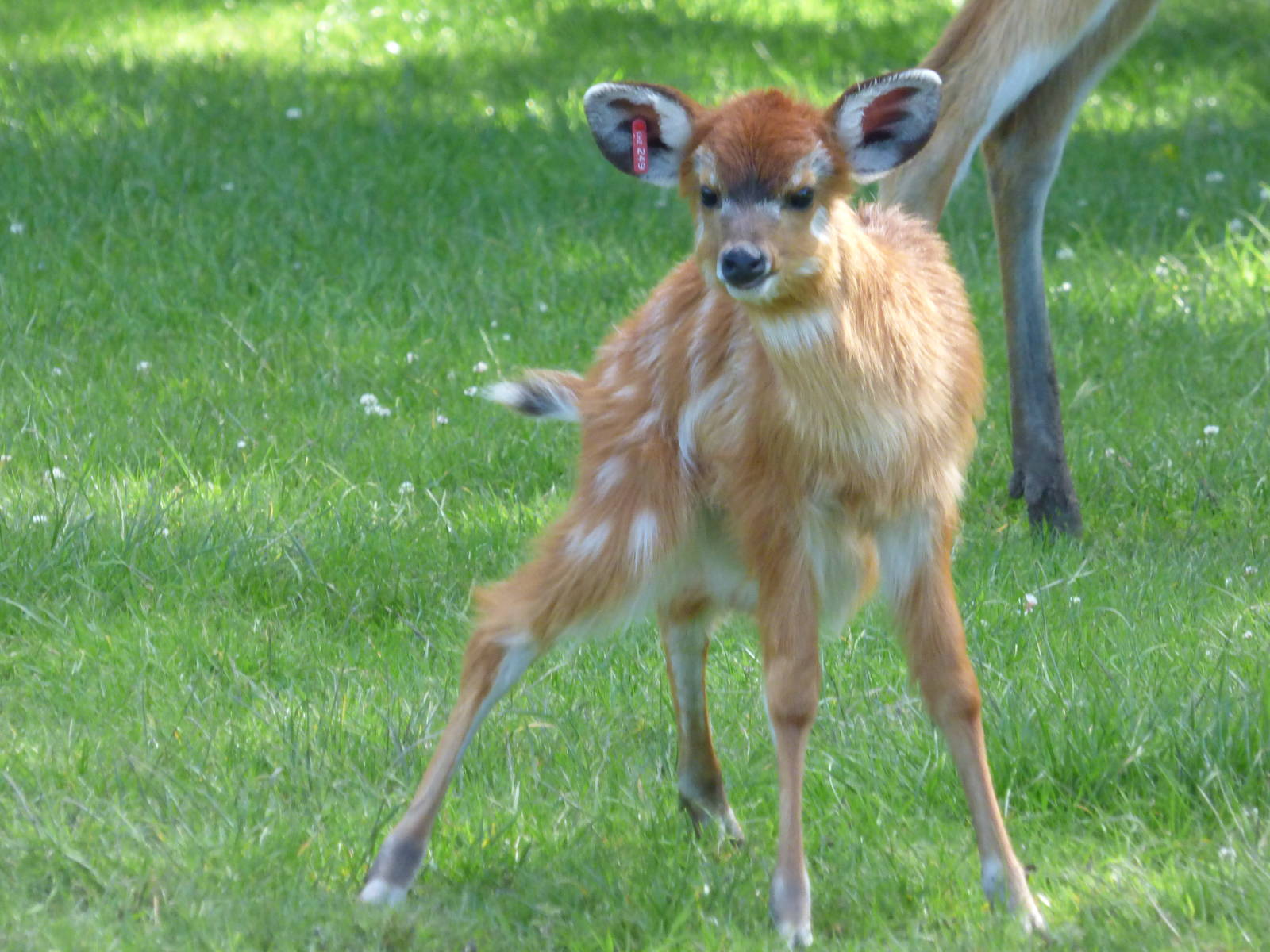 Baby Situnga
