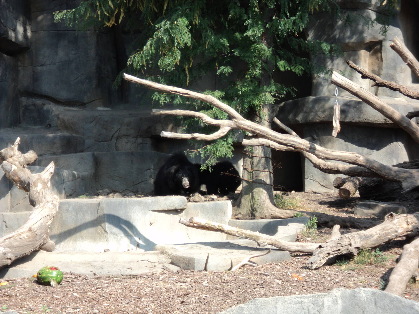 Baby Sloth Bears