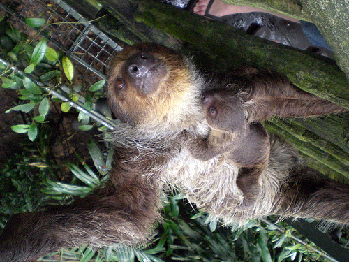 Baby Sloth, Singapore Zoo