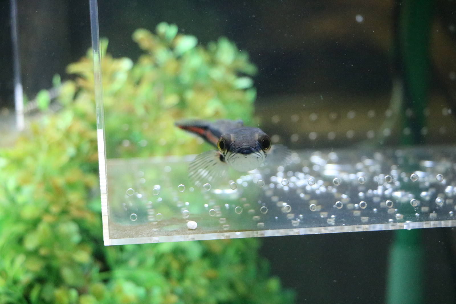 Baby snakehead - Tokyo Tower Aquarium, February 2016