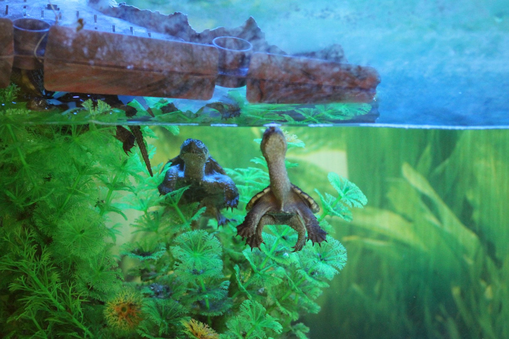 Baby Snapping Turtles