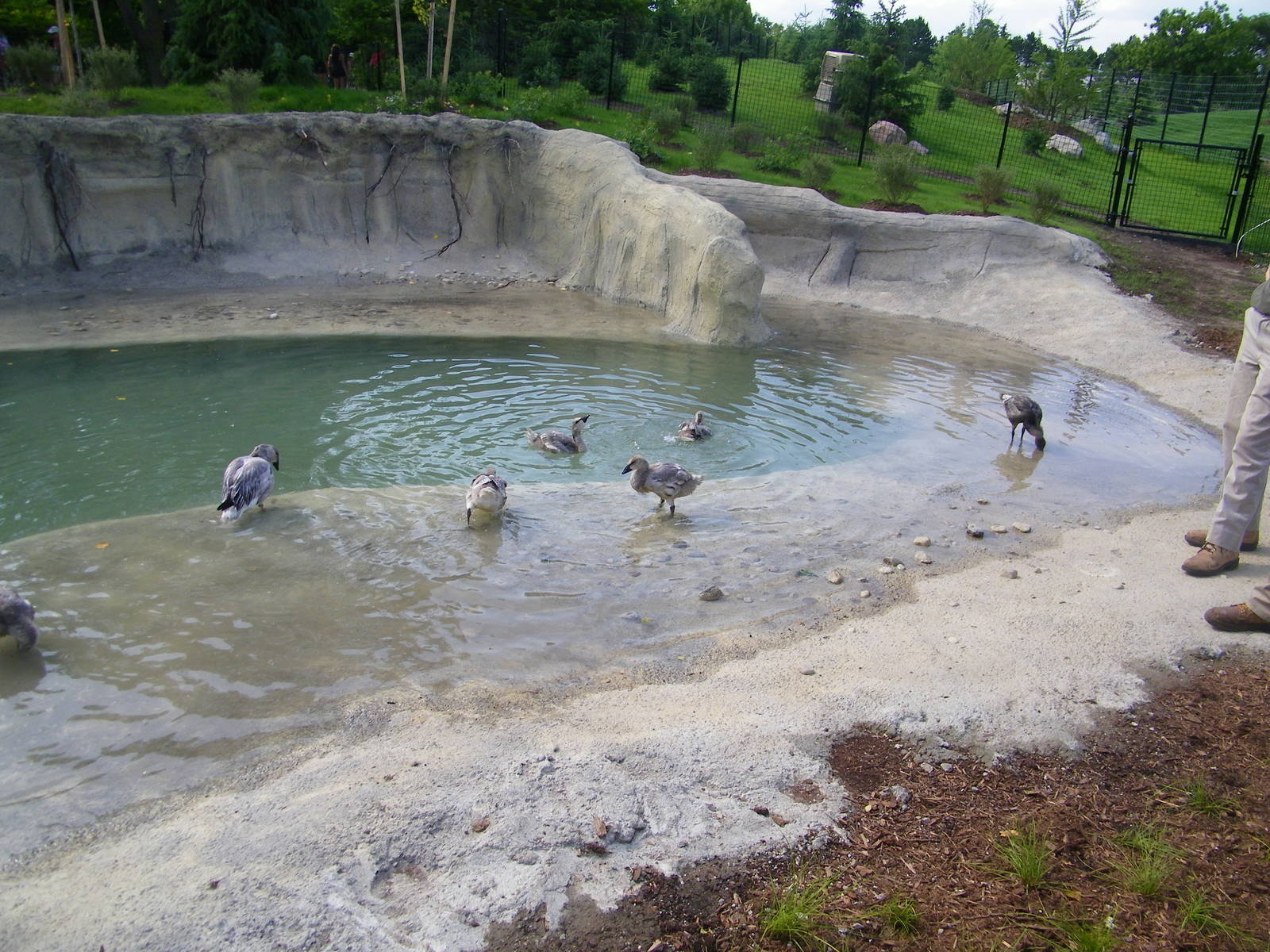 Baby Snow Geese Exhibit