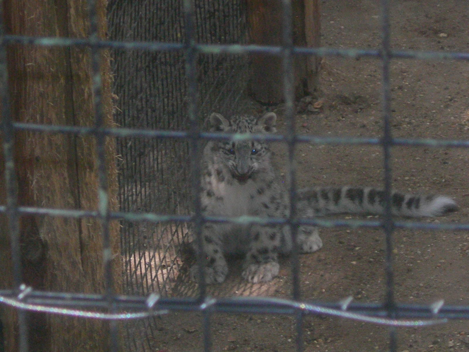 Baby Snow Leopard Cub