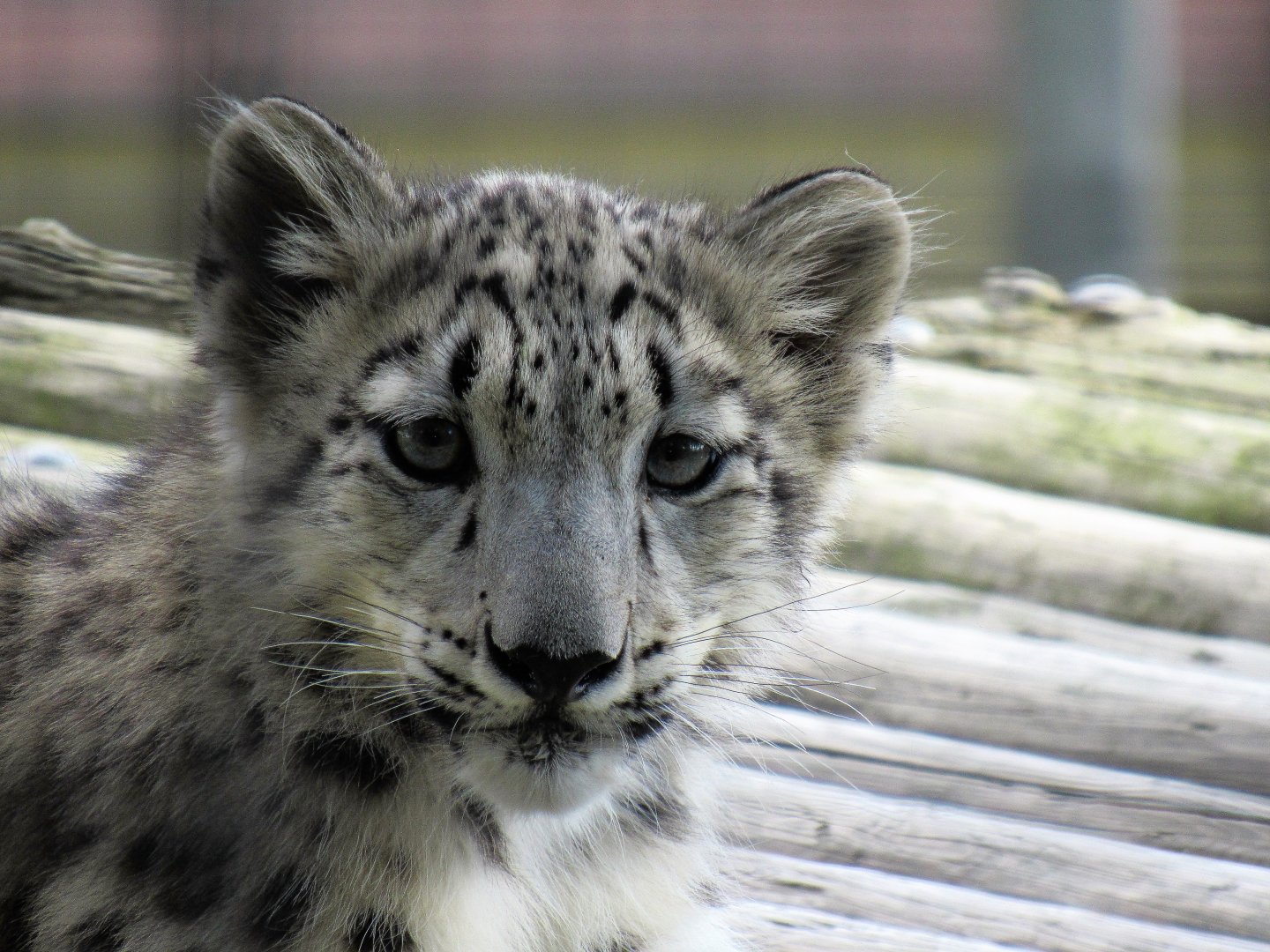 Baby Snow Leopard