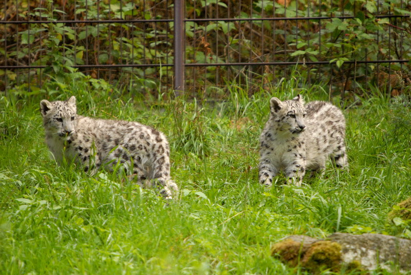 Baby Snowleopards