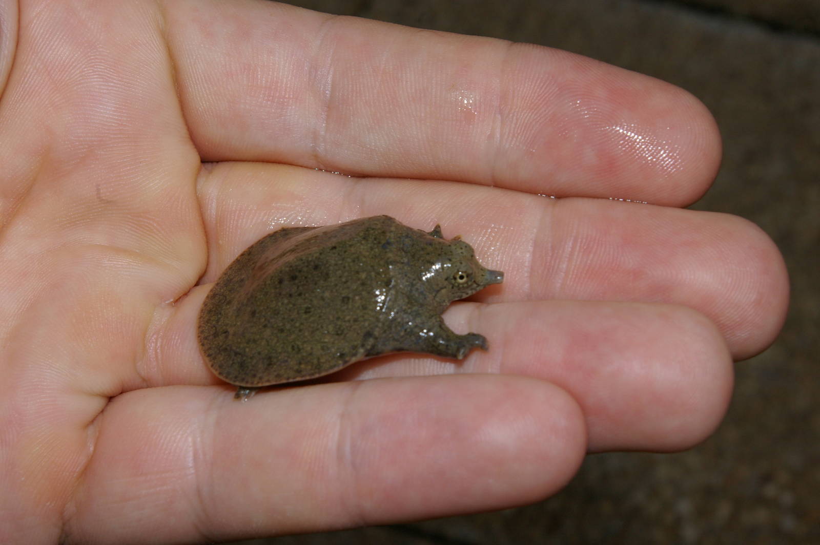 baby softshell turtle