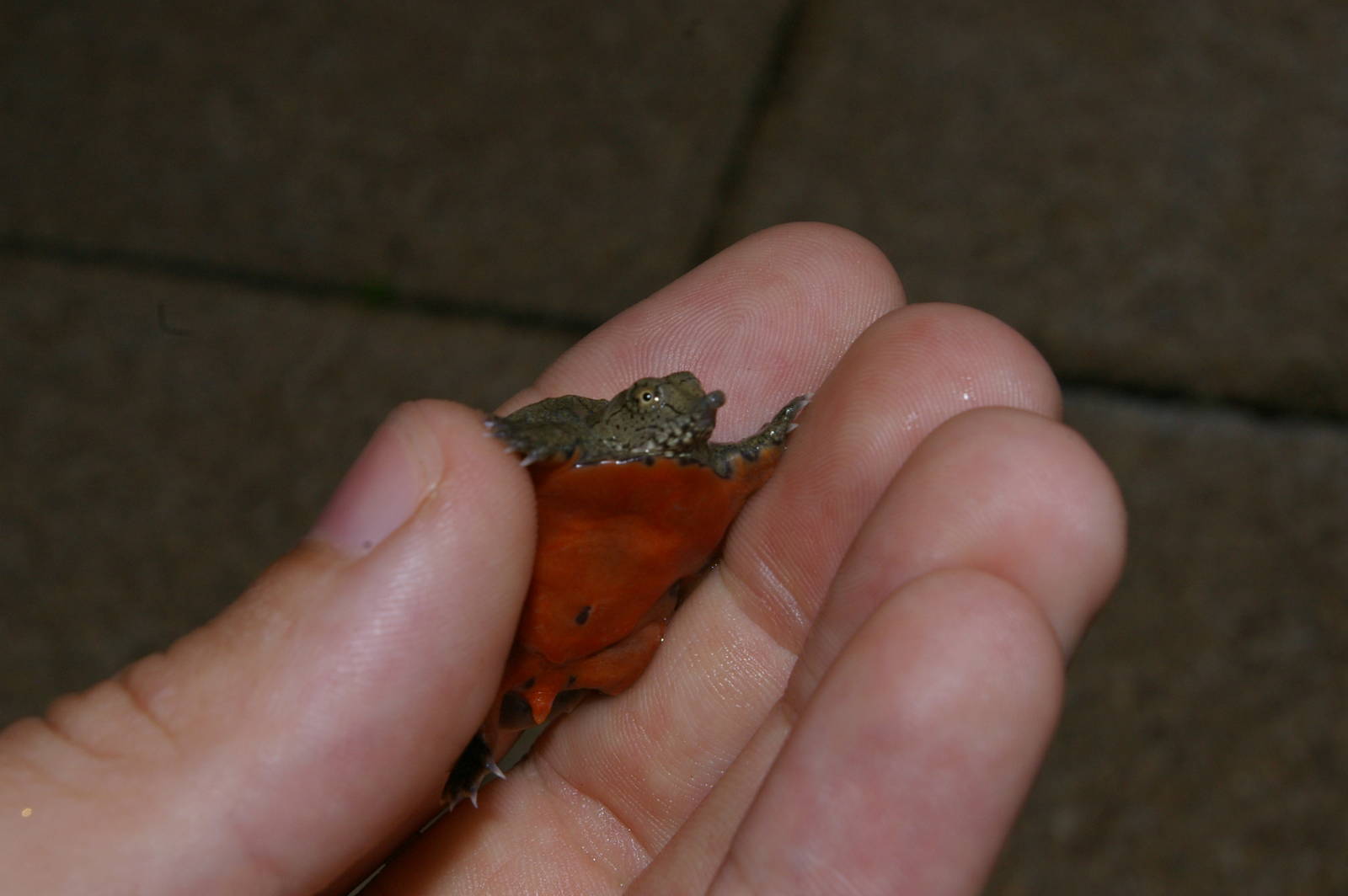 baby softshell turtle