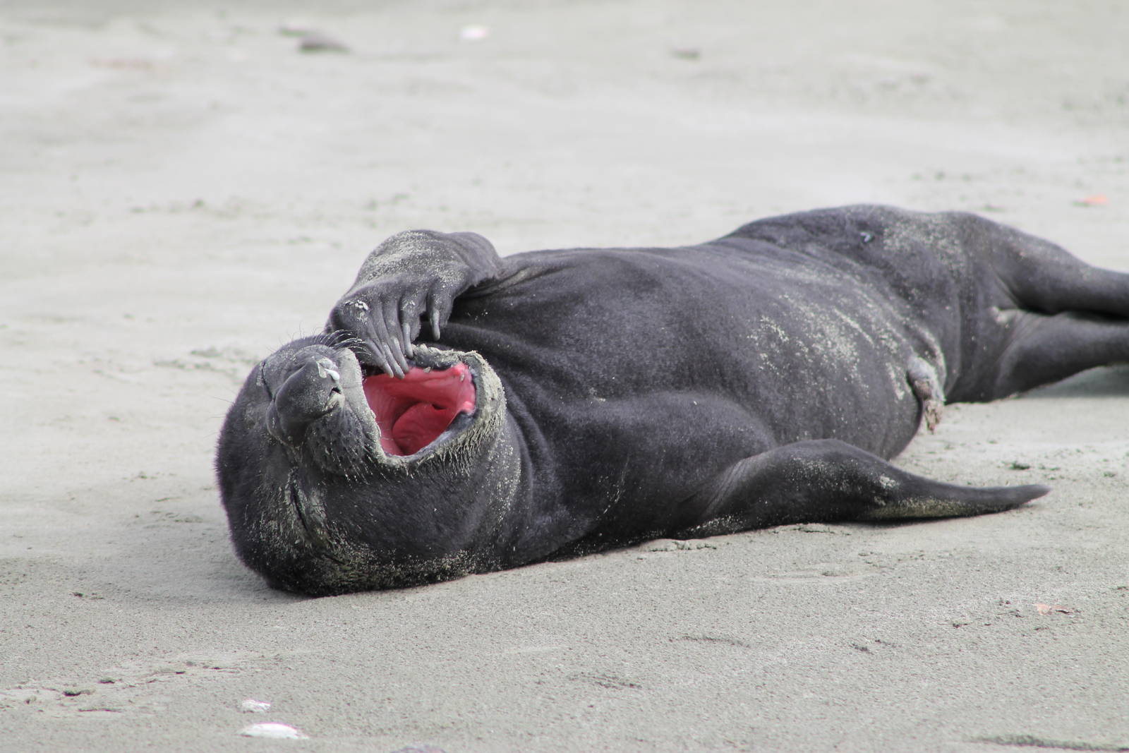 baby Southern Elephant Seal (Mirounga leonina)