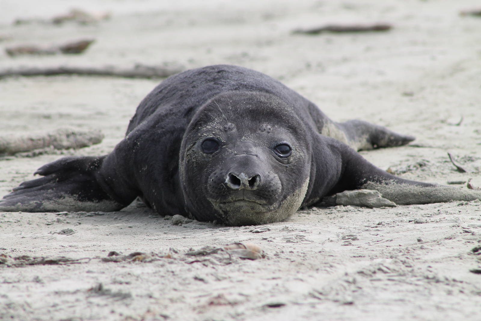 baby Southern Elephant Seal (Mirounga leonina)